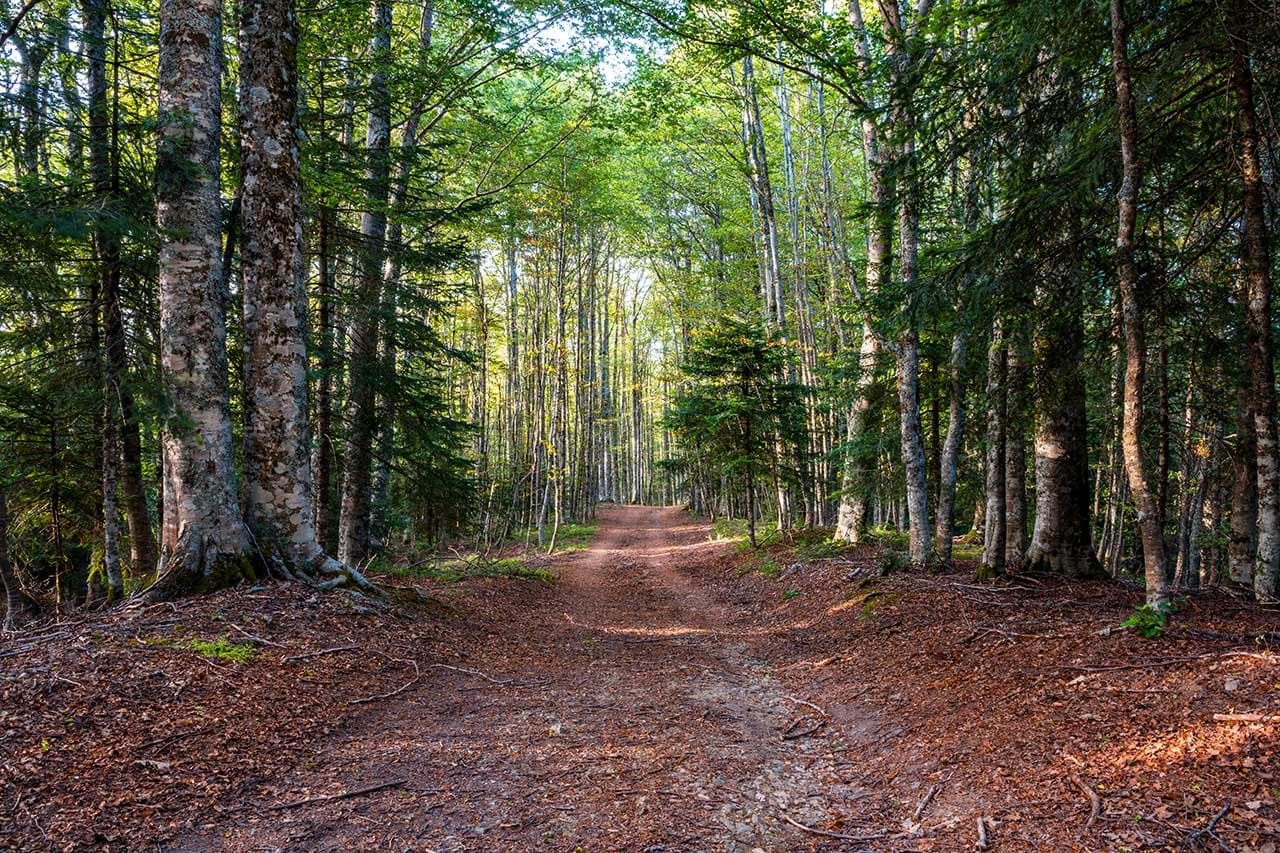 Faggeta Vetusta, Pollino